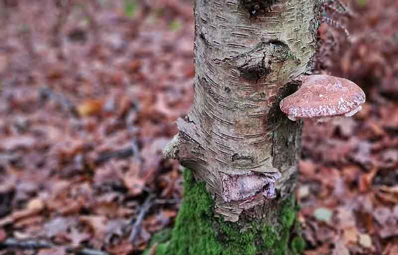 Fungus growing on the trunk of a woodland tree.